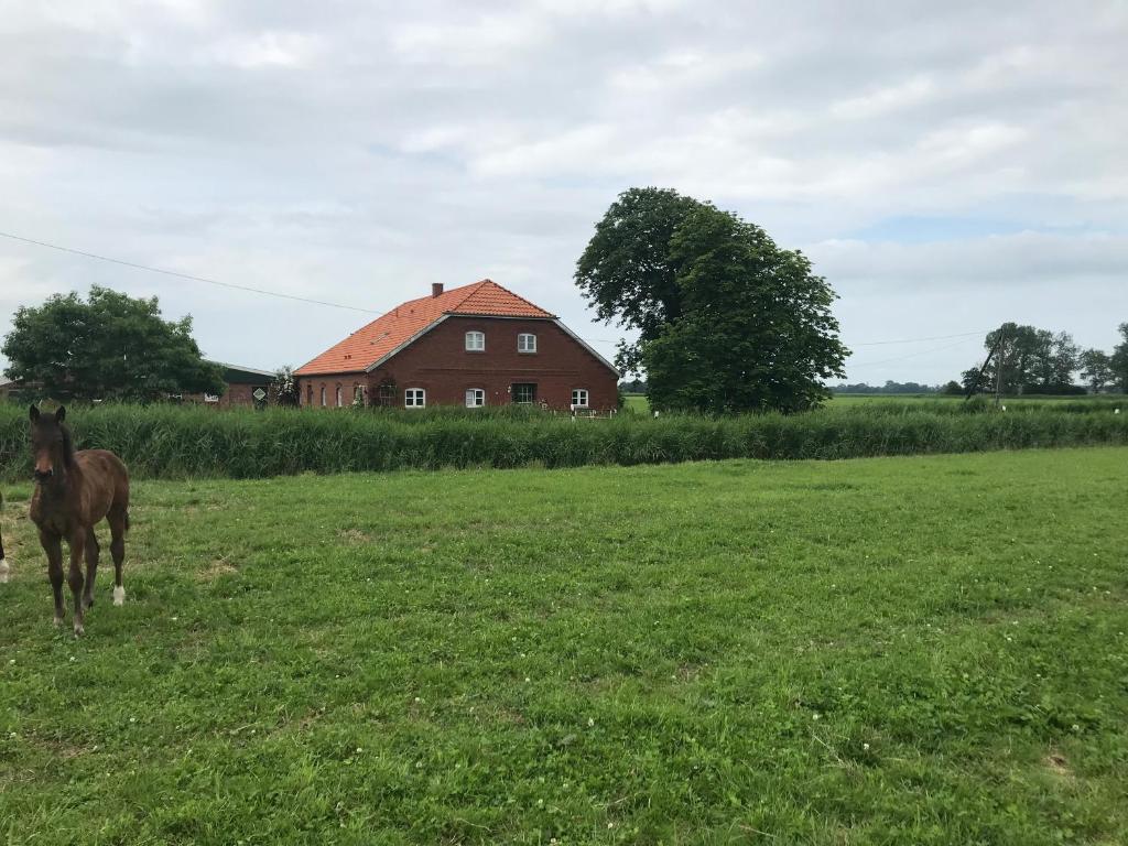 a horse standing in a field in front of a house at Hof am Siel in Butjadingen