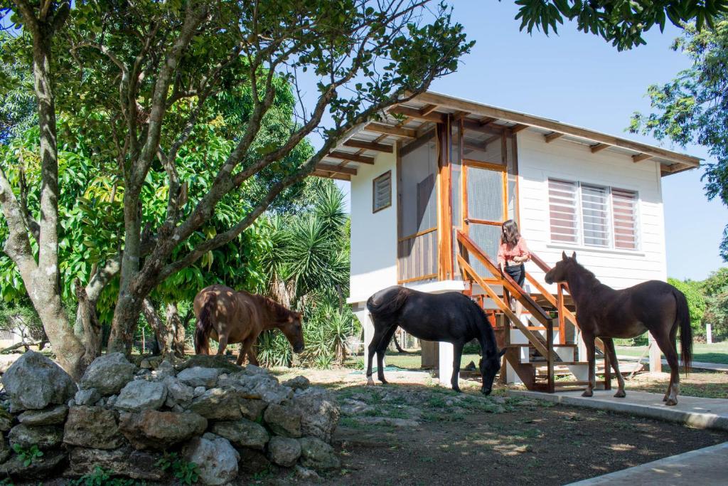 three horses standing in front of a tiny house at Horse Cottage triple deluxe #2 in Sarteneja