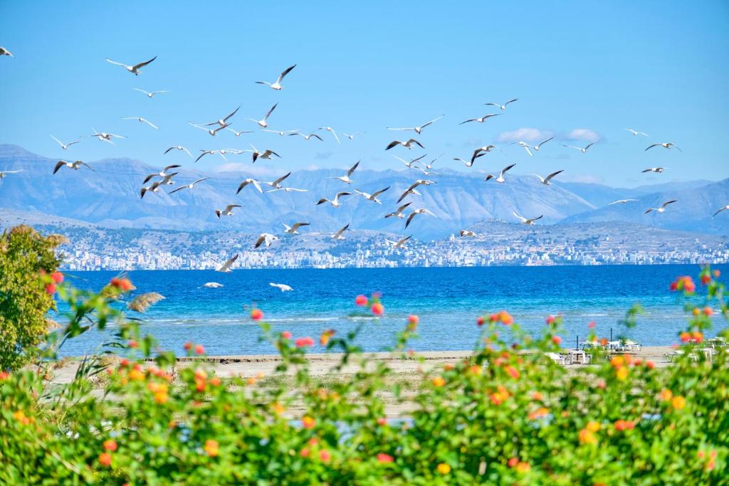 a flock of birds flying over a beach at Nikos Kalamaki Corfu in Apraos