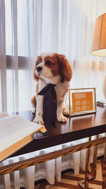 a dog wearing a bow tie sitting on a table at Villa Brown Moshava - a member of Brown Hotels in Jerusalem