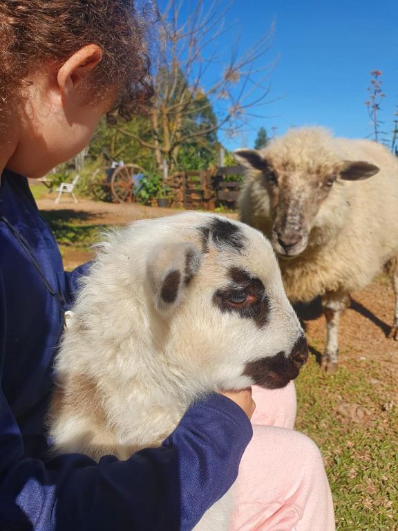a woman is holding a sheep in front of two sheep at Chácara paraíso dá paz in Nova Petrópolis