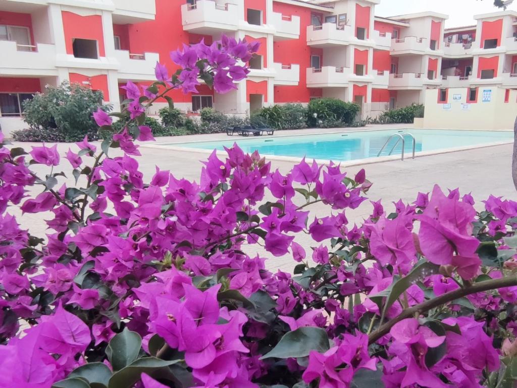 a bunch of purple flowers next to a swimming pool at Sal service red moradias residence with pool in Santa Maria