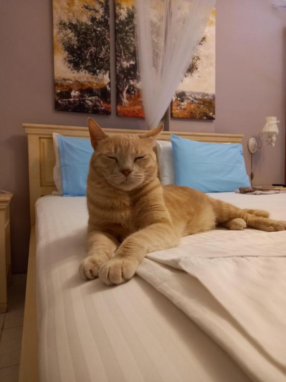 Domácí mazlíčci ubytovaní s hosty v ubytování Ifigenia's Rooms