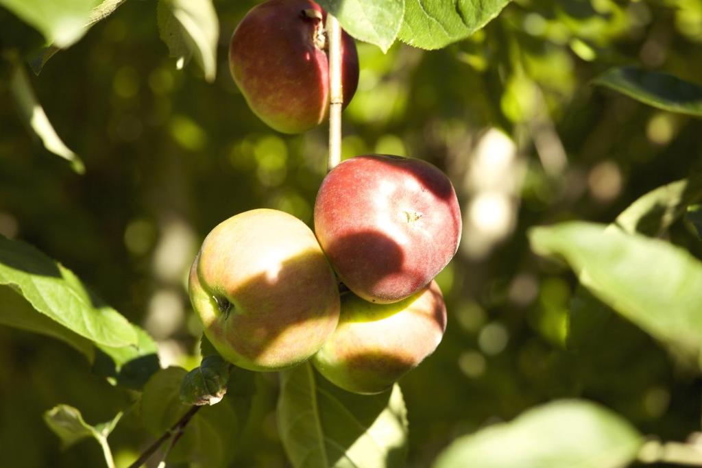 Jacaranda Lodge - Resim 17