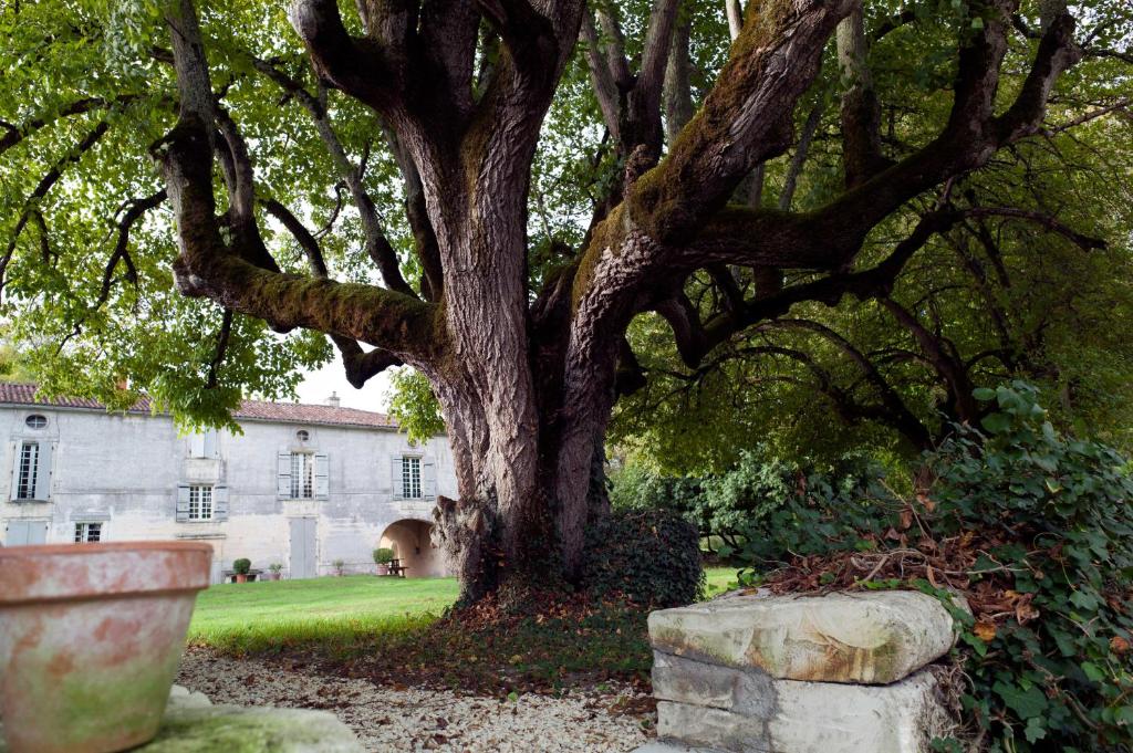 a large tree in the yard of a house at Beautiful riverside boathouse in Bourg-Charente