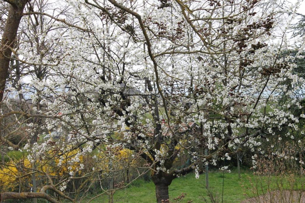 Zahrada ubytování Aux Berges de la Thur