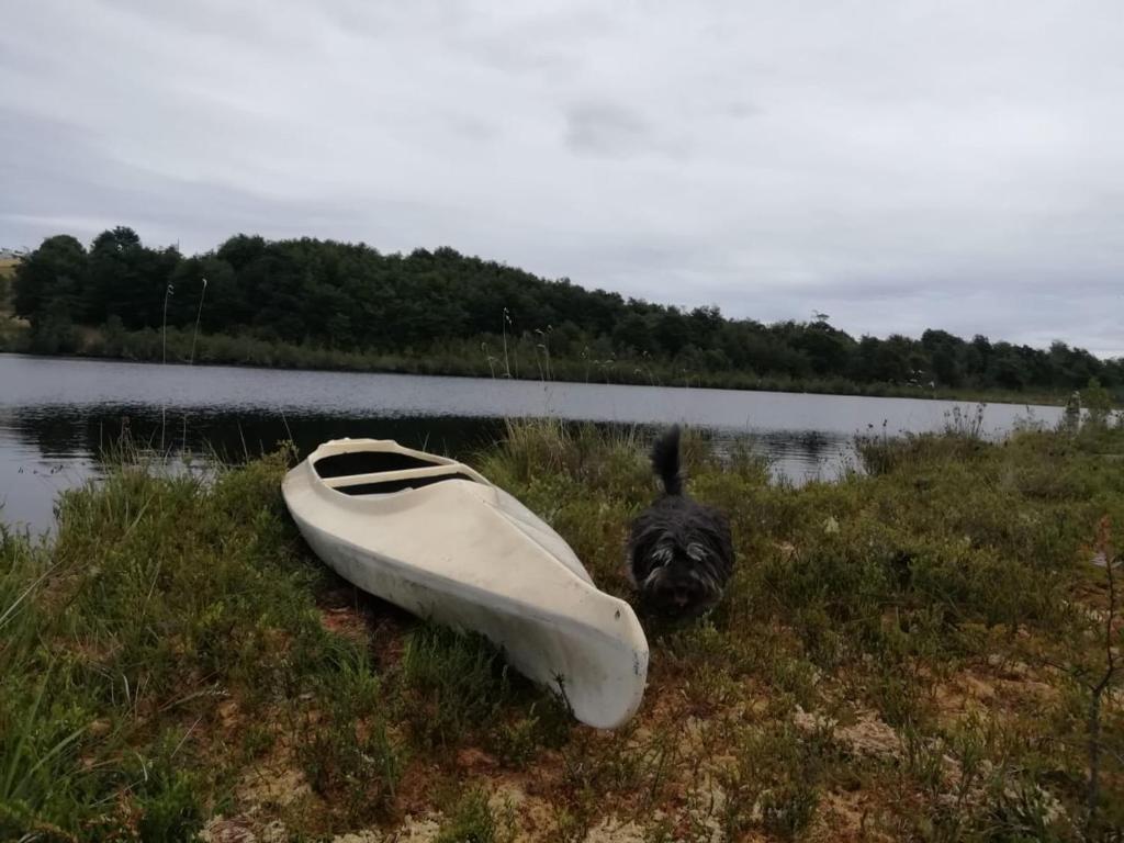un perro negro de pie junto a un barco en el césped en Cabaña junto al lago en granja agroecologica, en Chonchi
