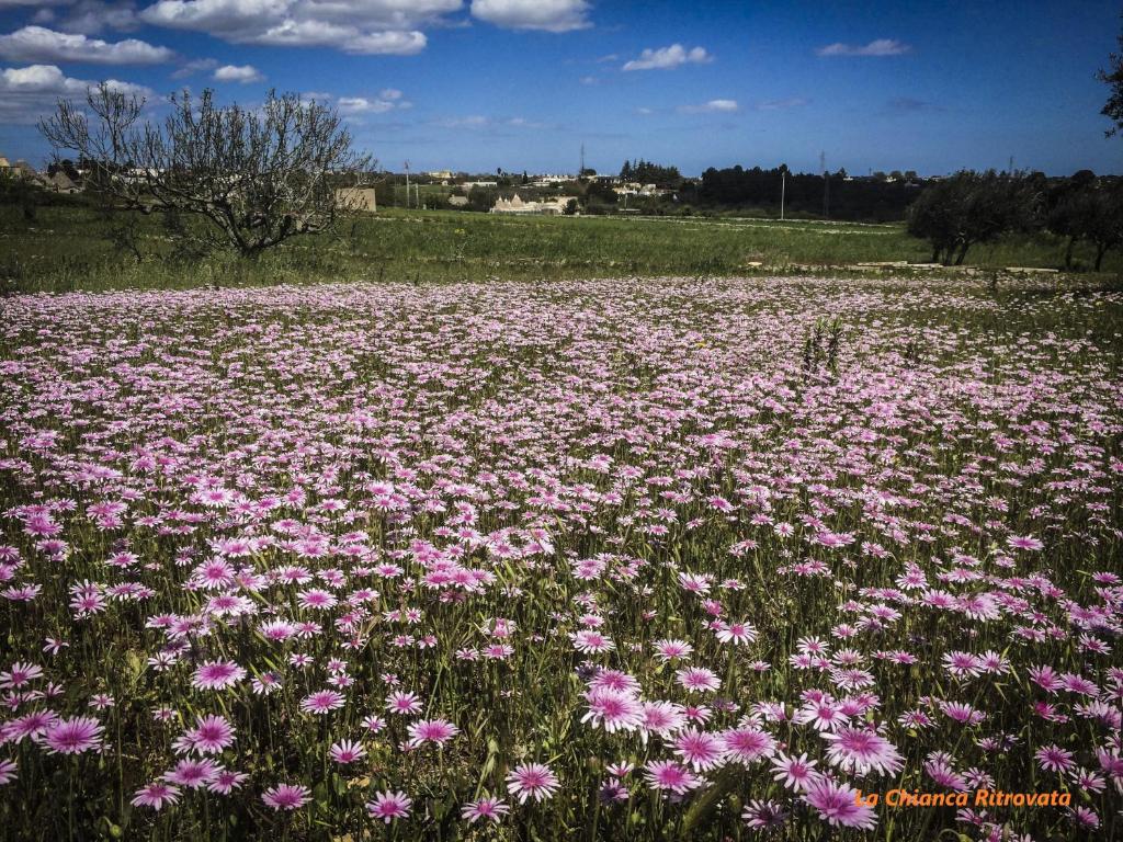 Fotografia z galérie ubytovania La Chianca Ritrovata - trulli in valle d'Itria v destinácii Martina Franca