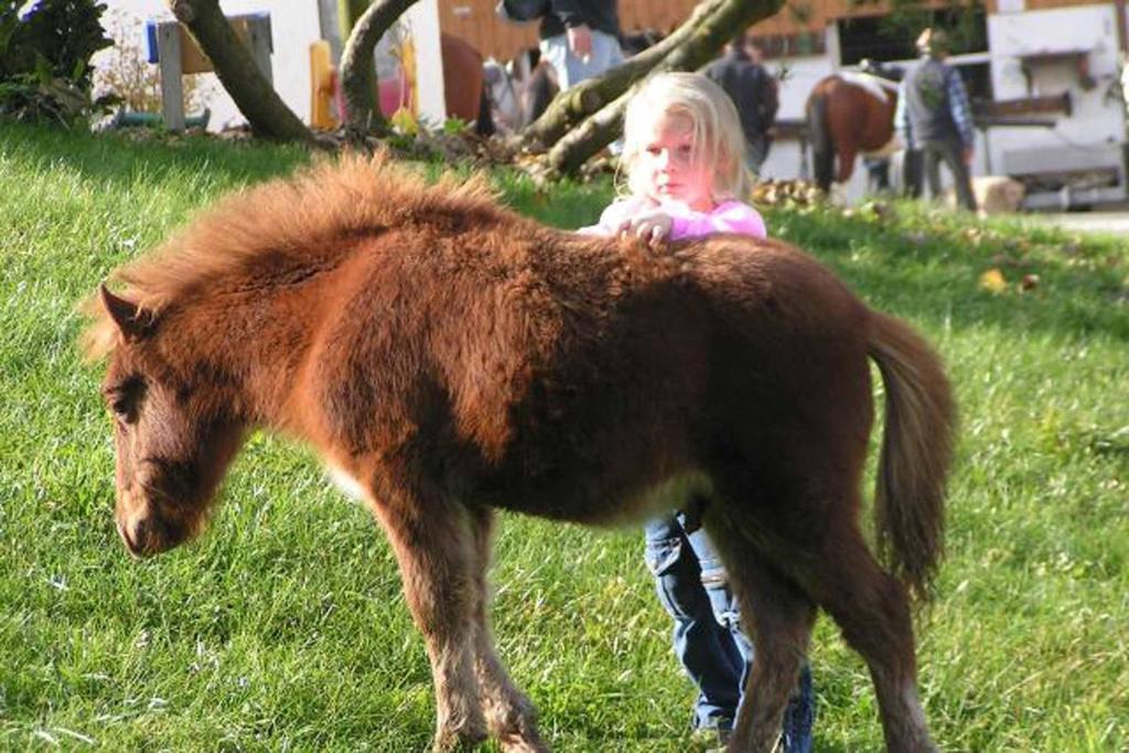 Zvířata v venkovského domu nebo okolí