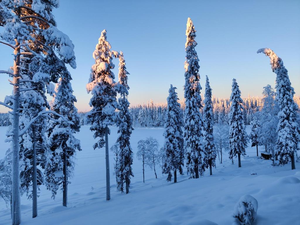 un grupo de árboles cubiertos de nieve en Rukan Mestari en Ruka