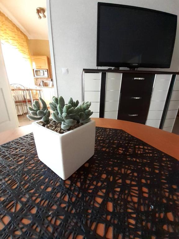 una planta sentada en una mesa en una sala de estar en Rahu34 en Jõhvi