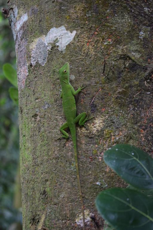 Fotografie z fotogalerie ubytování Bewak CR v destinaci Tortuguero