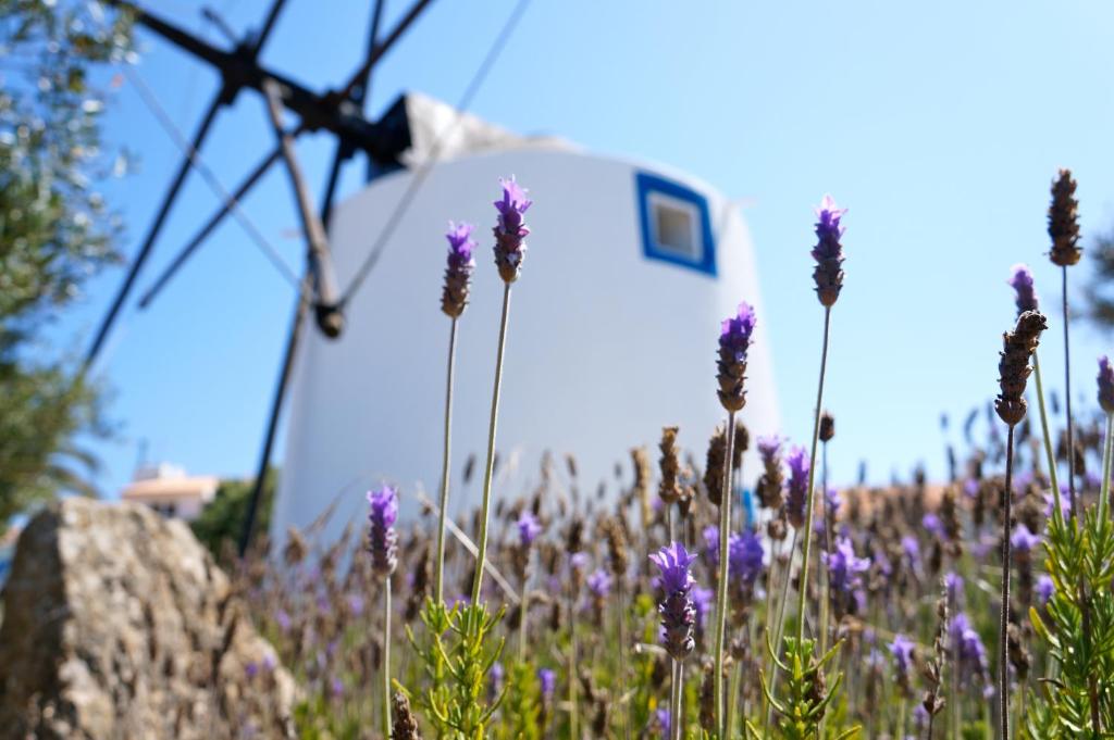 a field of purple flowers in front of a house at O Remoinho in Ericeira
