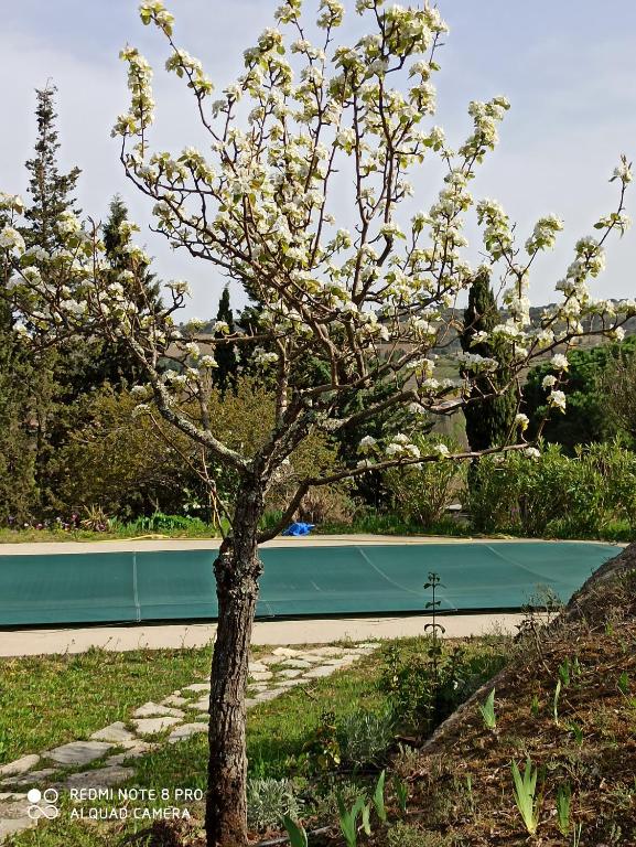 un arbre aux fleurs blanches en face d'une piscine dans l'établissement Le Rocher au Thym, à Limoux