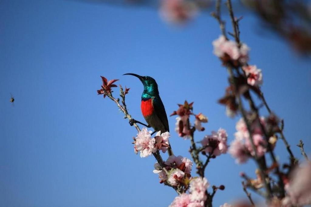 Fynbos Garden Cottage - Image 26