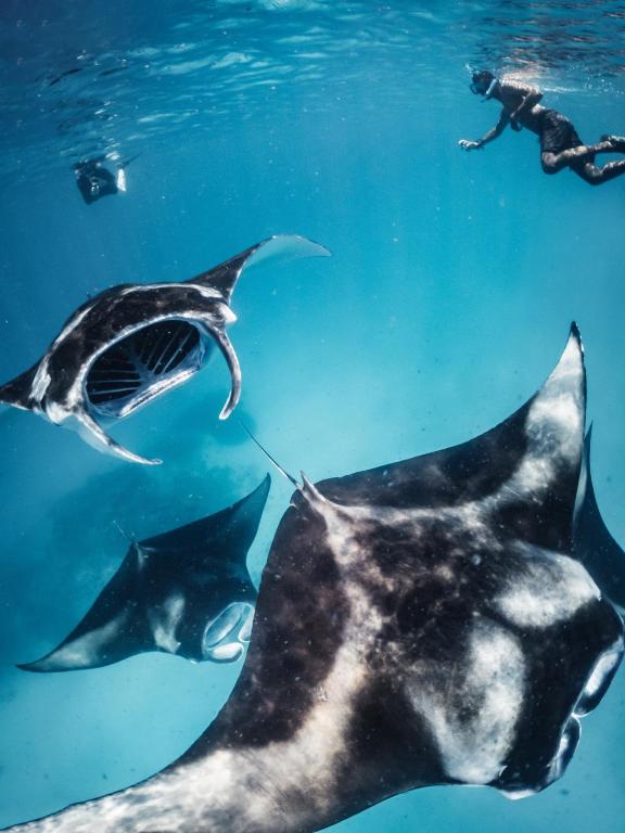 manta rays 2023