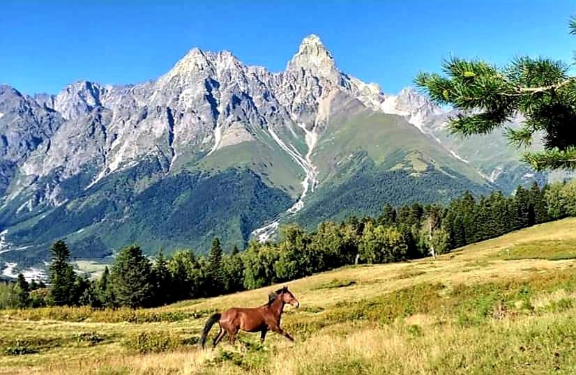 a horse running in a field with mountains in the background at Guest house-Lile in Mestia