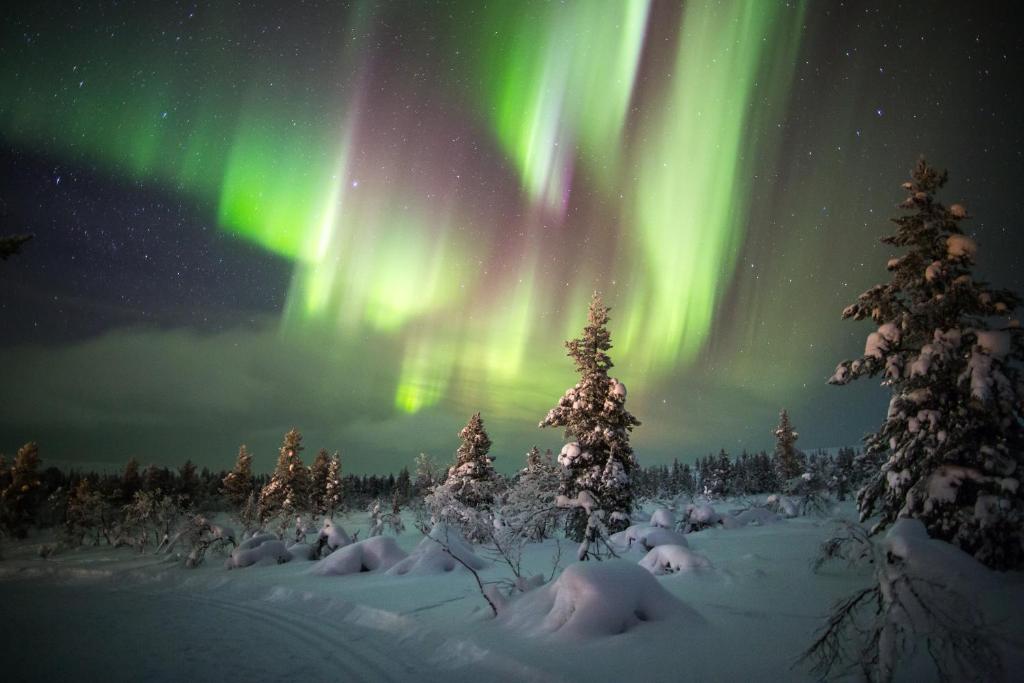 an aurora dances in the sky over a snow covered forest at Hotel Golden Circle Suites in Rovaniemi