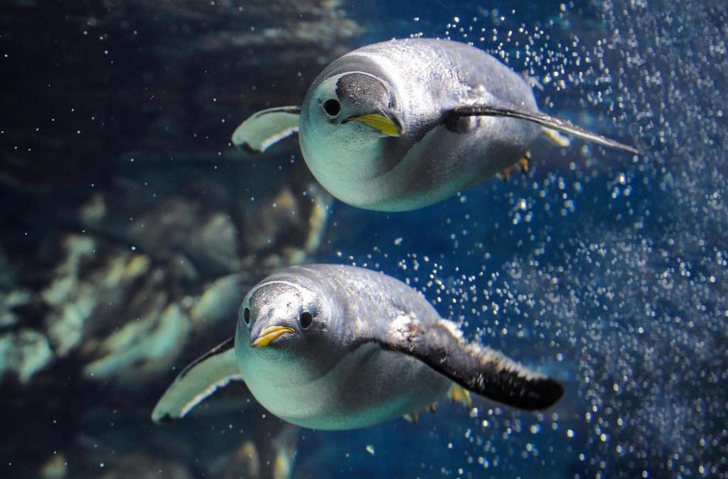 Hotel Astoria - Resim 22