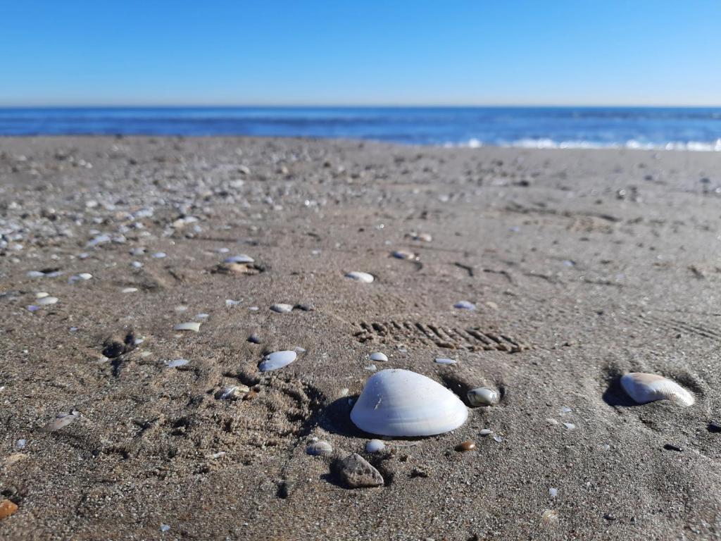 a beach with some shells on the sand at FiveStepsToSea - Beach Apartment Valencia in Valencia