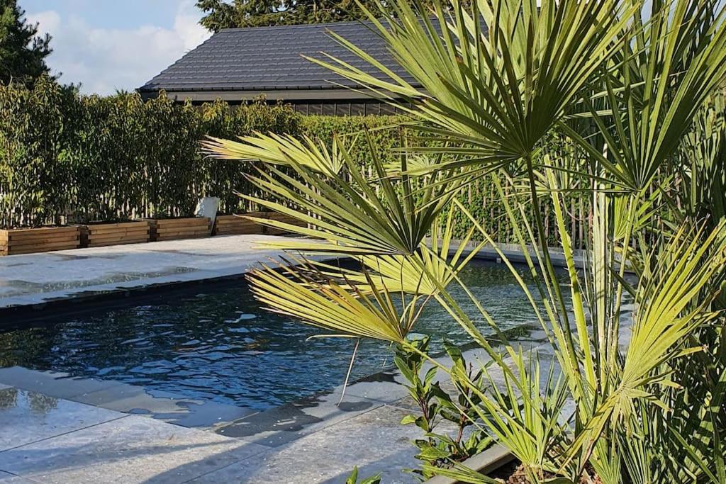 una palmera frente a una piscina en Maison typique privée - Sart Lez Spa - PINE COTTAGE- charme piscine, en Sart