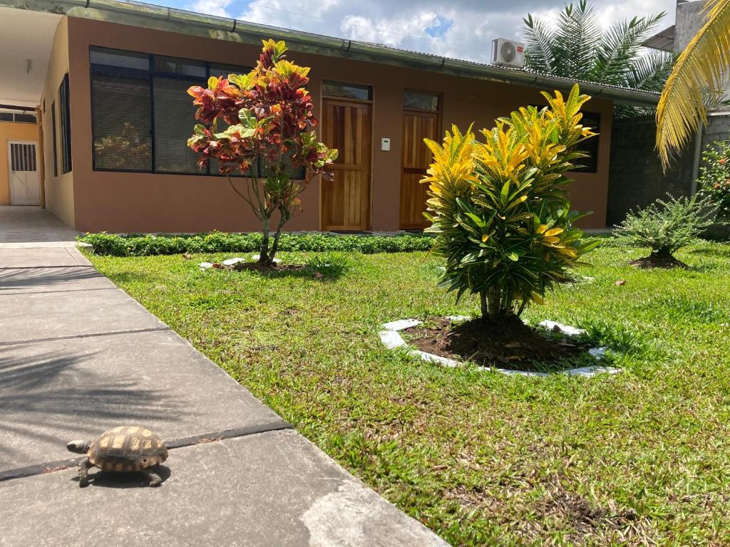 a turtle walking down a sidewalk next to a house at Hermoso apartamento en condominio privado in Iquitos