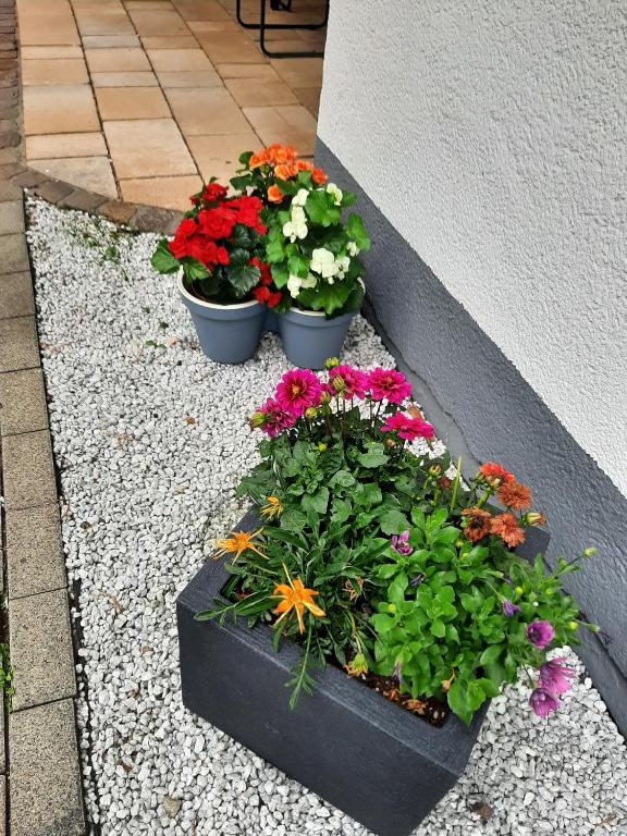 Zahrada ubytování Berghotel-Willingen