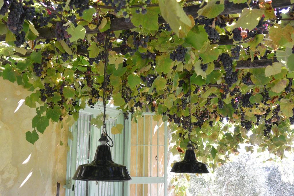 Azienda Agricola Fabbrica Di San Martino - 18