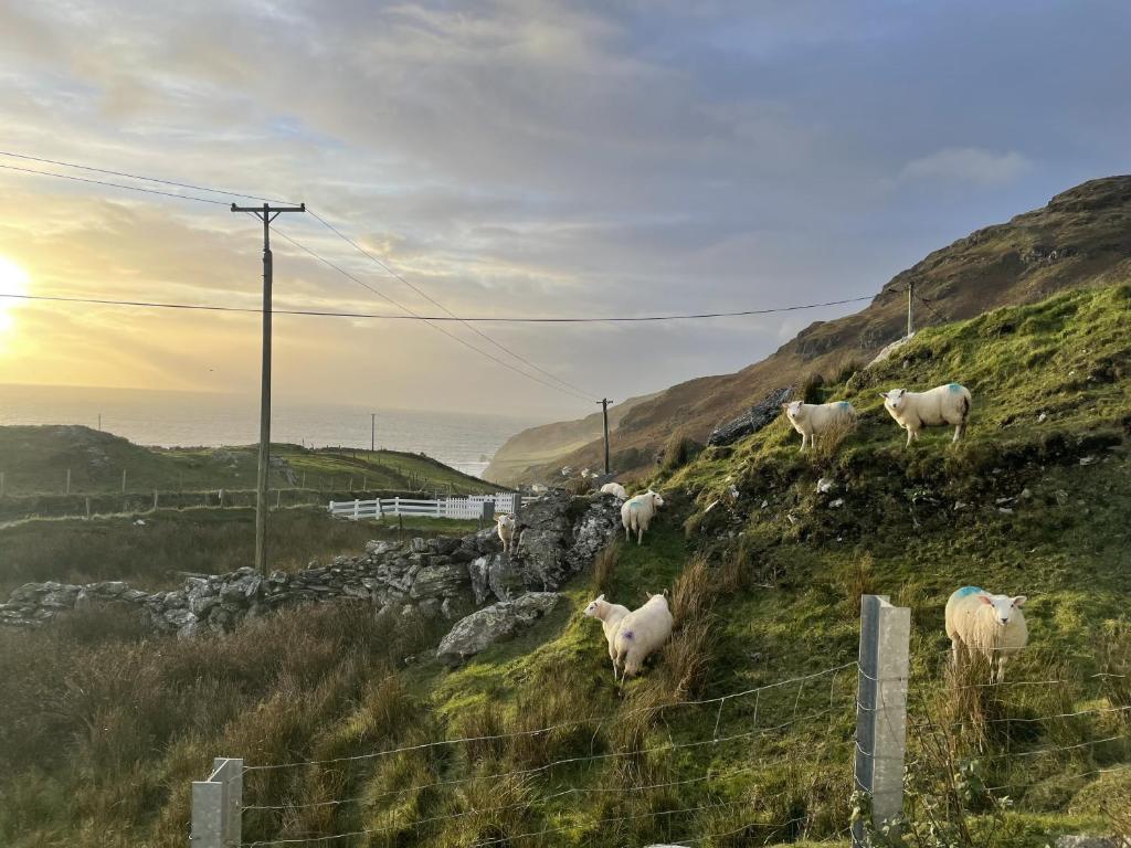 a group of sheep walking on a hill with the ocean at An Nead in Muckros