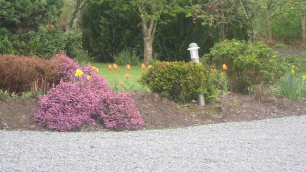 a garden with purple flowers and pumpkins in a yard at An Bruachan B&B in Kenmare