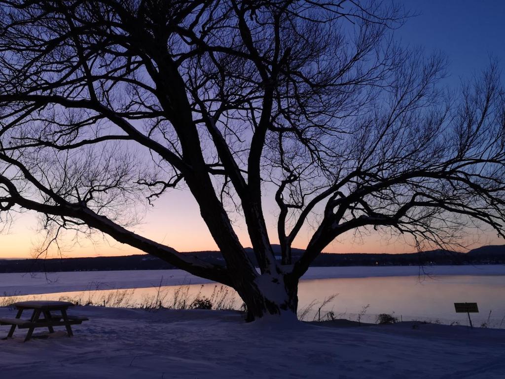 a tree and a picnic table in front of a lake at Condo de L'Oberge in Magog-Orford