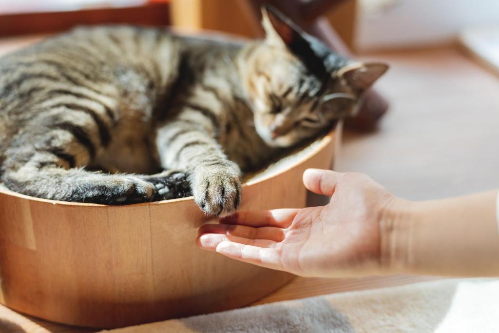 Domácí mazlíčci ubytovaní s hosty v ubytování Cat Spa & Cat Ryokan by Neco Republic Osaka