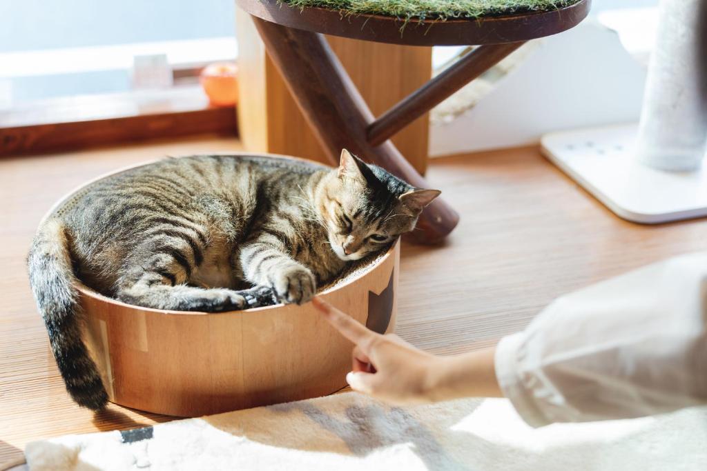 Domácí mazlíčci ubytovaní s hosty v ubytování Cat Spa & Cat Ryokan by Neco Republic Osaka