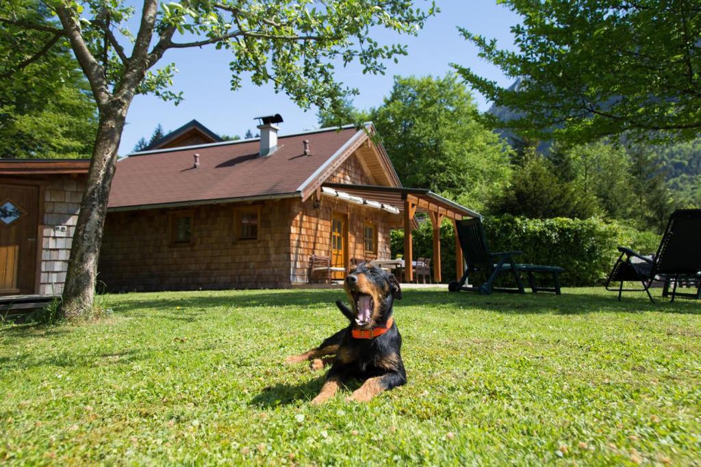 巴德伊舍的住宿－Ferienhaus Salzkammergut，坐在房子前面的草地上的狗