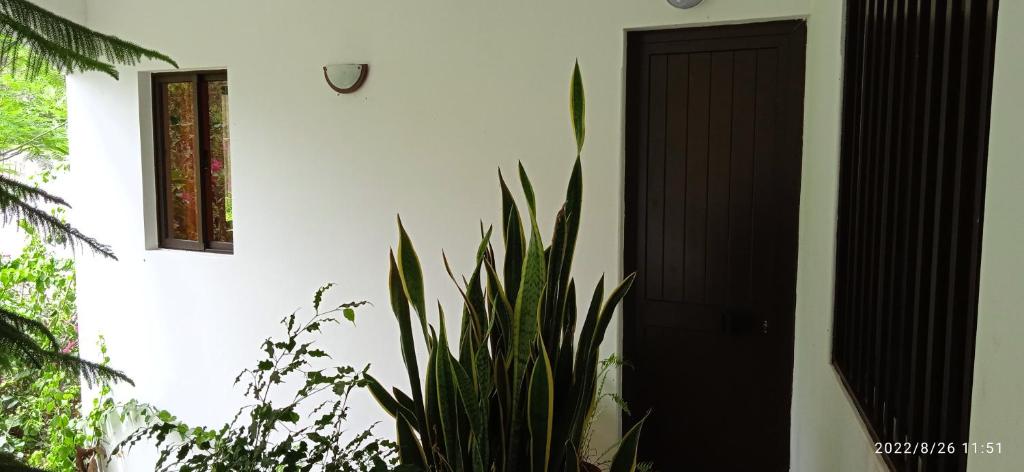 Fotografie z fotogalerie ubytování Damontanha 2 v destinaci Ribeira Grande