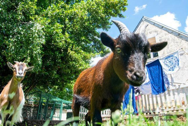 a brown goat standing in the grass near a building at Chez Aurélia - Chambres &amp; Table d&#39;hôtes in La Couture-Boussey