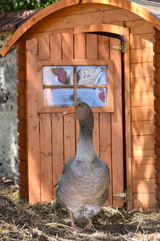a duck standing in front of a wooden door at Chez Aurélia - Chambres &amp; Table d&#39;hôtes in La Couture-Boussey