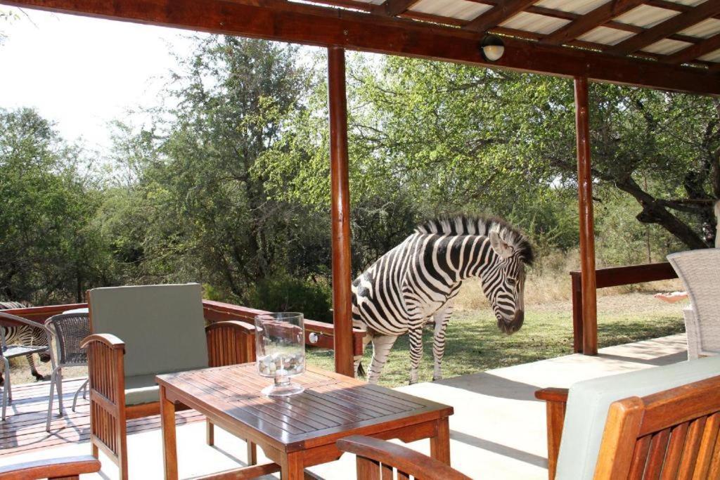 a zebra standing on a deck with a table at Turaco Lodge - No Loadshedding in Marloth Park