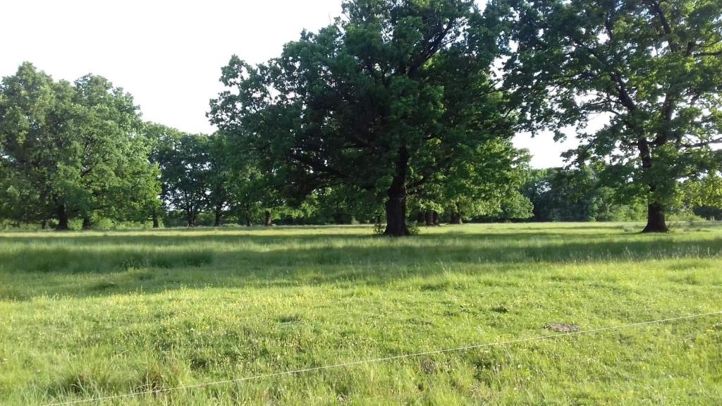pole trawy z dwoma drzewami w obiekcie CASA TEODORA w mieście Ploeszti