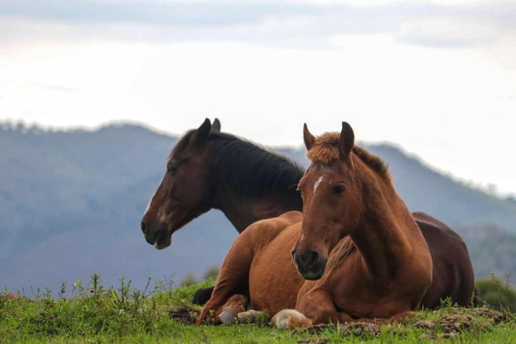 three horses laying in the grass in a field at Fazenda Monte Verde A Morada do Muriqui in São Francisco Xavier