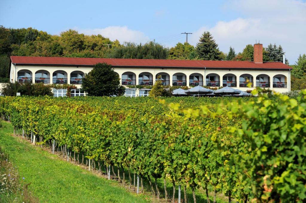 a row of vines in front of a building at Hotel Rebschule in Freyburg