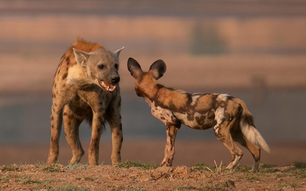ロッジの敷地内または近くにいる動物