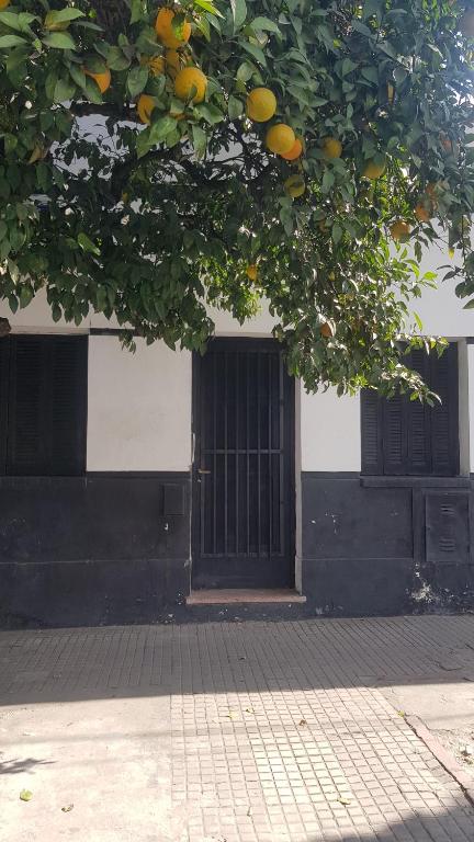 un albero di arancio di fronte a un edificio con porta di Casa barrio norte a San Miguel de Tucumán