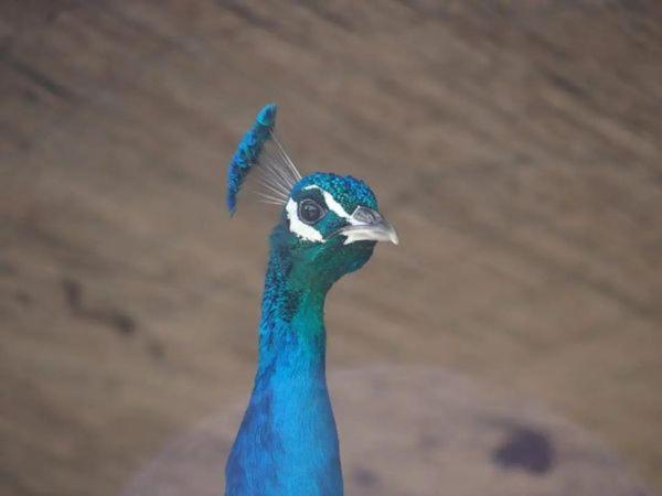 a peacock is looking up at the camera at Granja El Regajo in Valencia