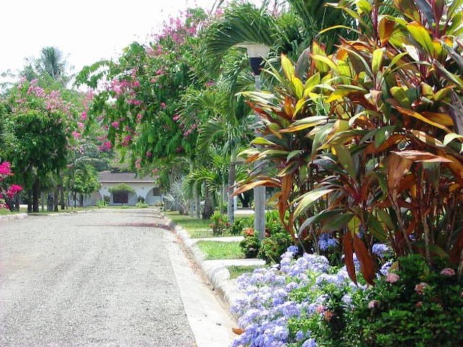 uma rua com um ramo de flores e árvores em Splendide villa avec piscine à 200m de l'océan. em Parrita