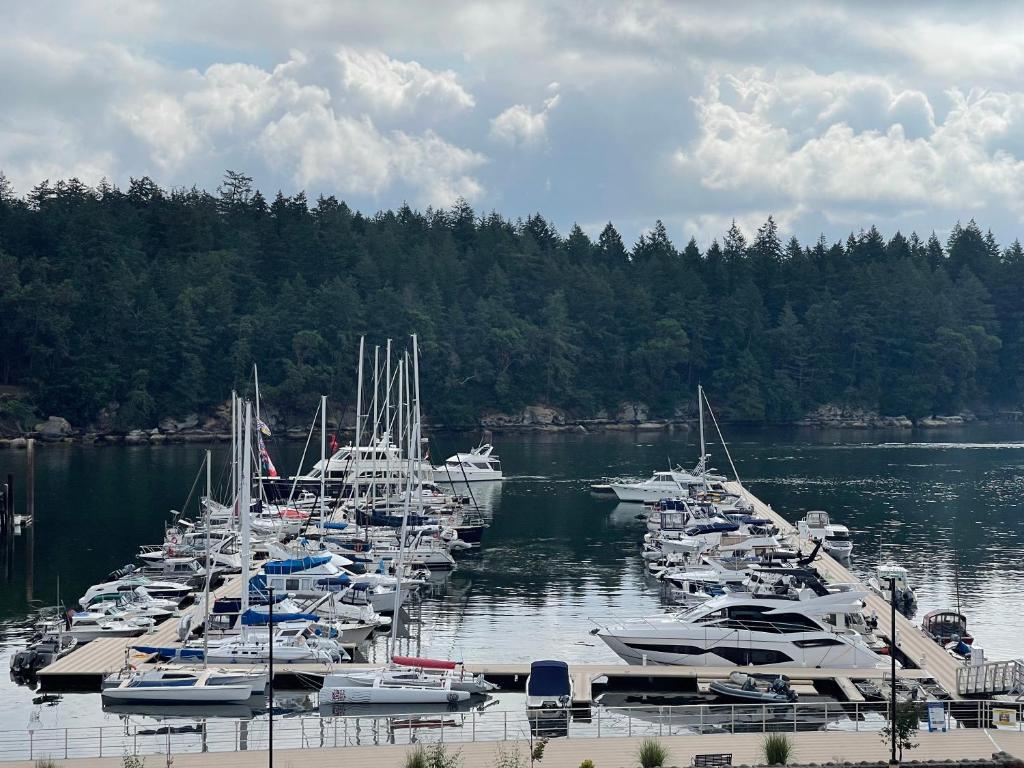 a bunch of boats are docked in a harbor at The Waterfront Suites and Marina in Nanaimo