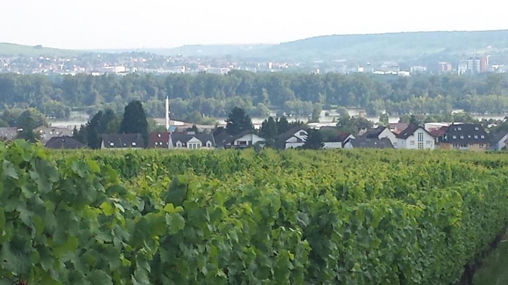 ein Weinbaugebiet mit einer Stadt im Hintergrund in der Unterkunft Ferienwohnung Weingut Leis in Oestrich-Winkel