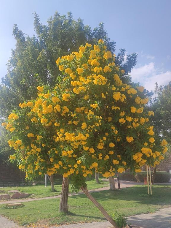 a tree with yellow flowers in a park at Emanuel Suite in Eilat