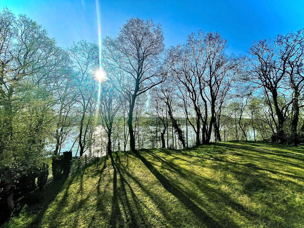 a group of trees in a field with the sun behind them at 100m2 Haus am See & Wald mit 1200m2 Garten in Schwielowsee