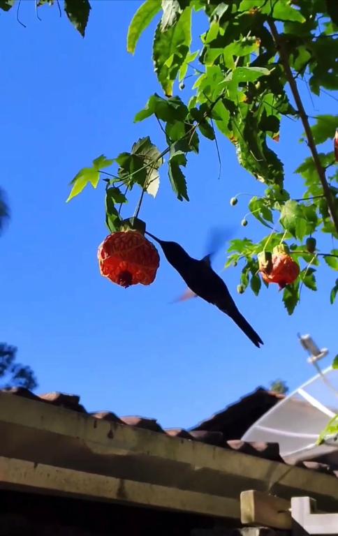 two strawberries hanging from a tree with the sky in the background at Casa Mico Leão Dourado in Bombinhas